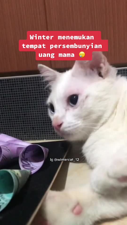 😹 You Definitely Laugh, I Believe In It 😇 - Funniest Cats Expression Video 😇 - Funny Cats Life