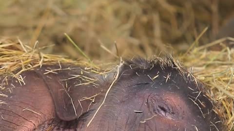 sleepy baby elephant