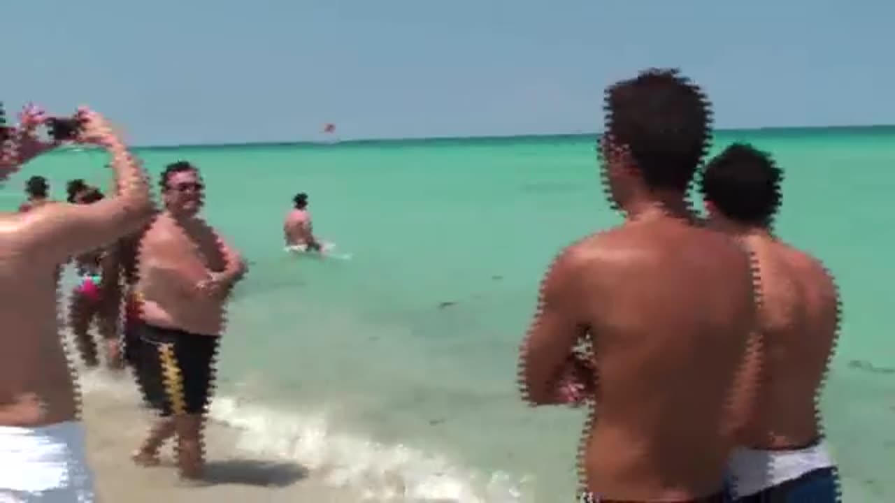 swimming near possible shark on miami beach