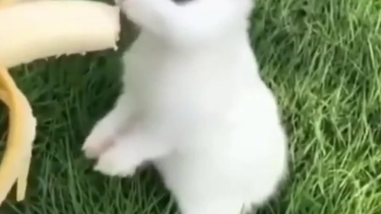 CUTTEST ANIMAL VIDEO COMPILATION (N1 NEW!!!)