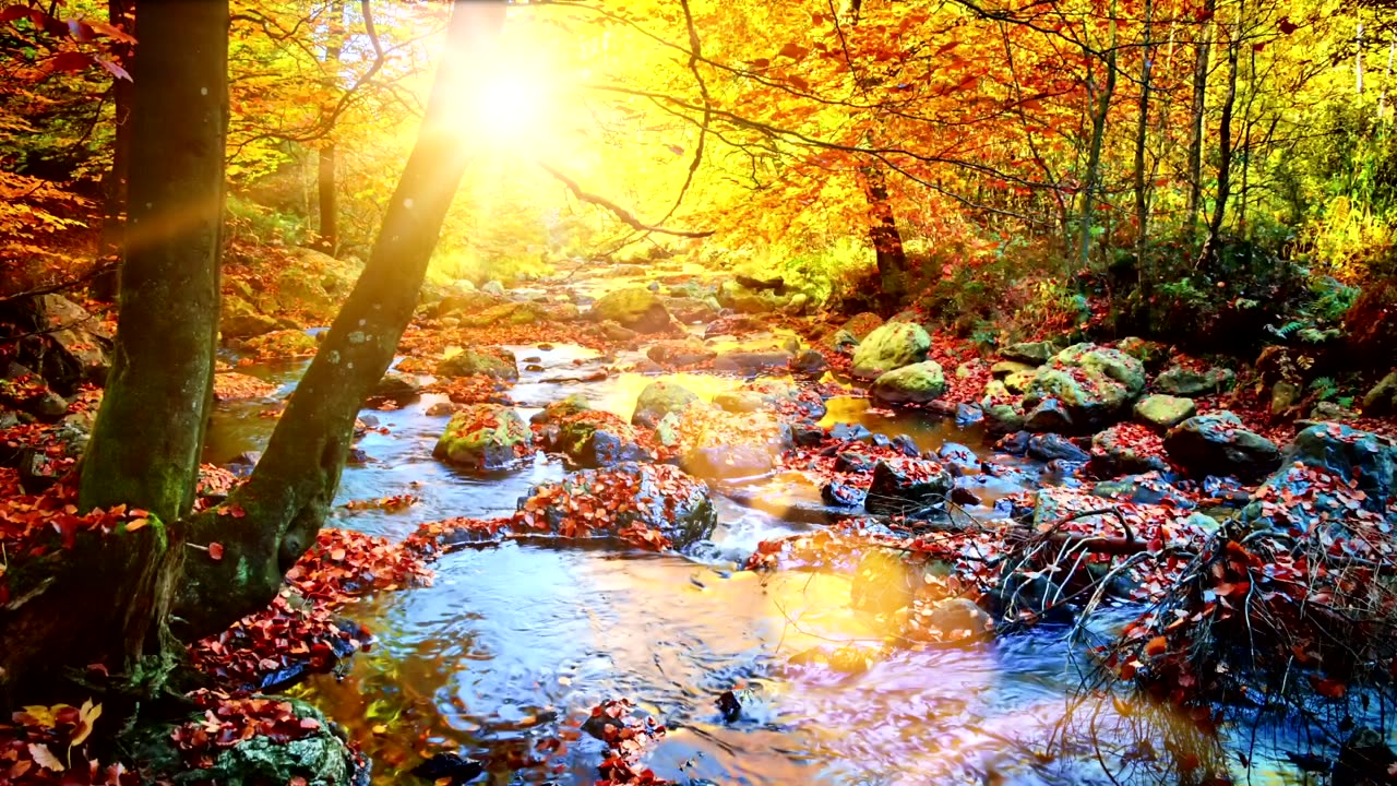 Relaxing Autumn Stream