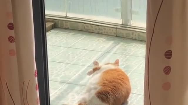 A lazy, cute cat🥰