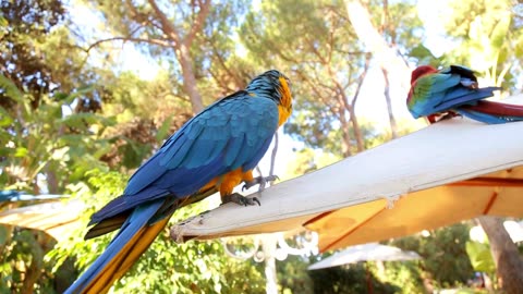 SINGER PARROT