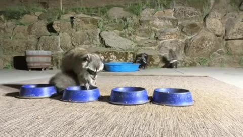 Wide Variety Of Animals Come To Drink Water At Night