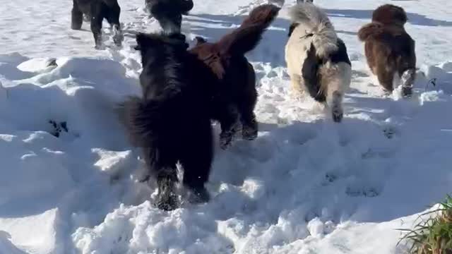 Newfoundland dogs on a Snow Day!