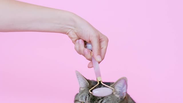 Person Massaging a Cat With a Facial Roller