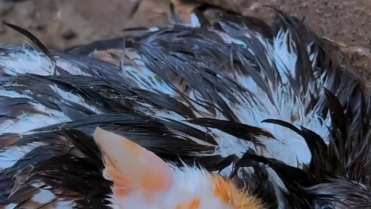 This falcon was abandoned and in its wings was an abandoned cat