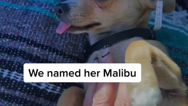 This is no life for a puppy!