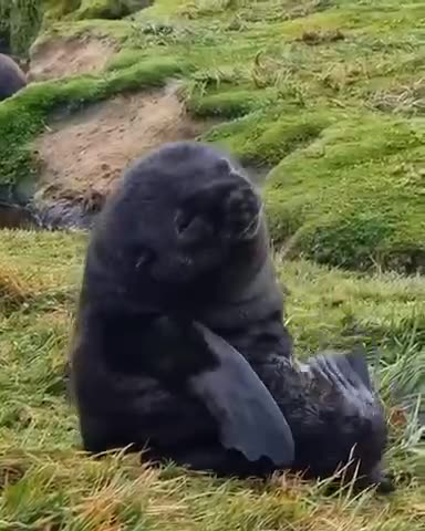 Baby seal still trying to master sitting up and napping