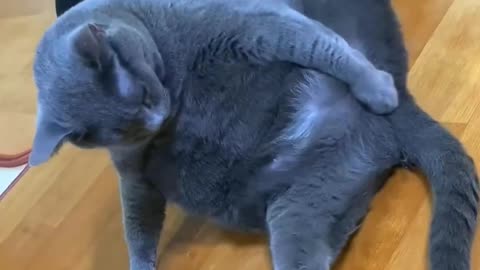 Funny 😂 Animals (Part 1)