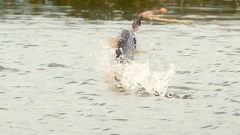 The Hungry Tigerfish