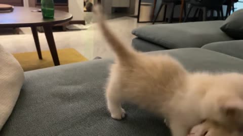 little cats fighting