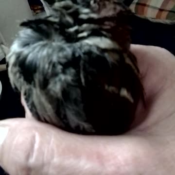 #ornithologiste 🧡💛💚 #voulez-vouschanter avec moi?@puebLosrivera #clàusuladeJalisco