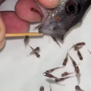 #cichlid #fish #fishbirth 😍🐬👍🙏