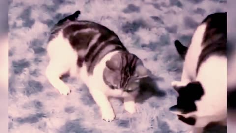 Cute cats funny video part-4🤣🤣🤣🥰🥰