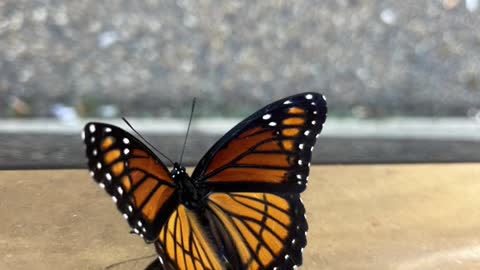 What a beautiful butterfly. Where did it come from?
