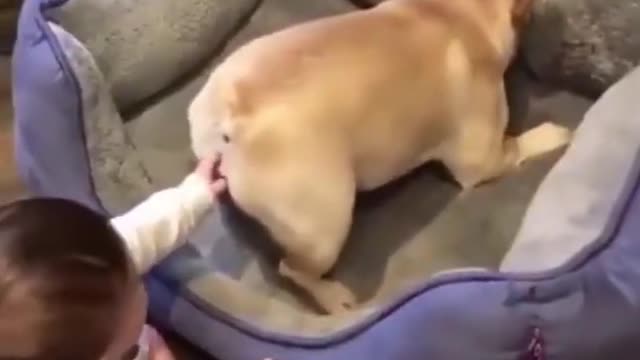 dogs funny compilation