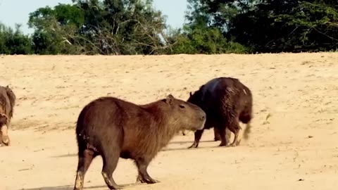 Jaguar vs Giant Otter Confrontation Ends with a Fatal Head Bite_ Survival Battle