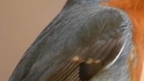 A lovely beautiful bird