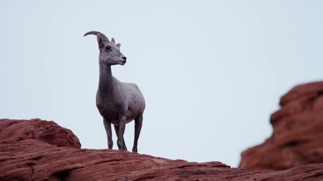Static shot of a mountain goat on red rocks
