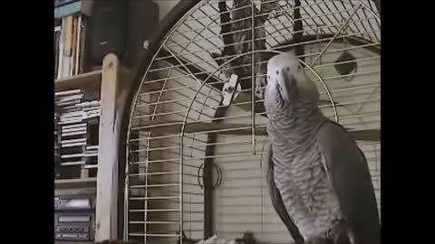 5 Funny Talking Parrots creepy and coolp12