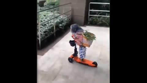 Best Funny Animal Videos Of 2023