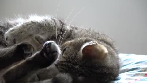 Unbelievably Cute Cat Meets Newborn Puppy for the First Time!"
