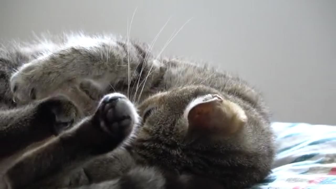 Unbelievably Cute Cat Meets Newborn Puppy for the First Time!"
