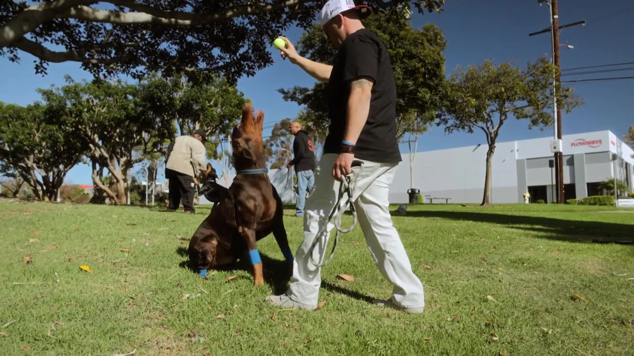 Everything You NEED To KNOW To TRAIN Your Dog!