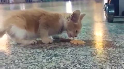 Viral Clip Amasses Over 19 Million Views मक्का की मस्जिद का ये Video हुआ इतना वायरल,