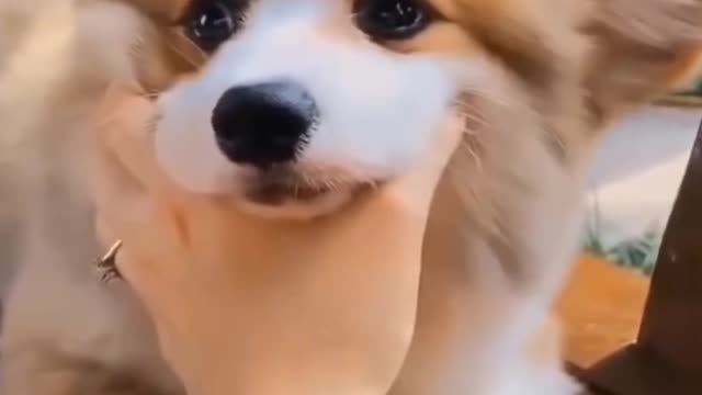 Cute puppy have a beautiful eyes