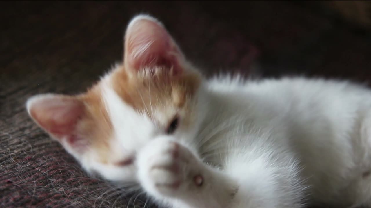 Adorable Moments That Will Melt Your Heart | Pets