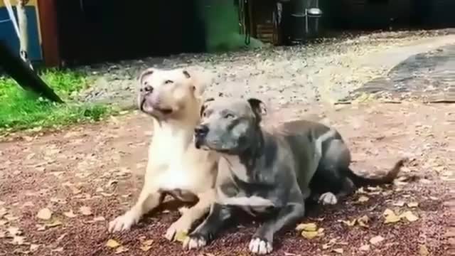 Dogs are no less coordinated than humans