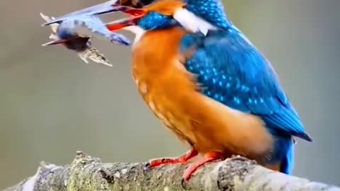 kingfisher