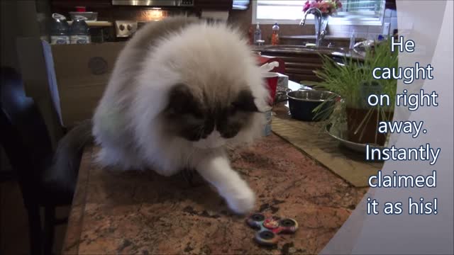 Master Fidget Spinner- Ragdoll Kitty