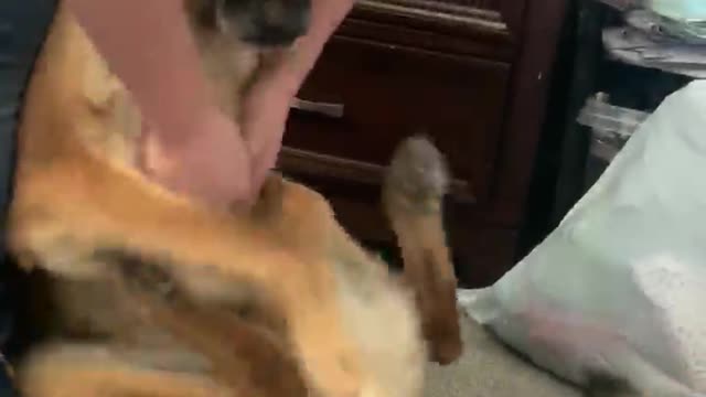 German Shepherd can't control his legs during chest scratches