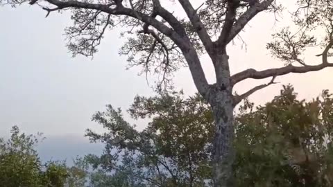 How a Leopard dismounts from a tree #animals #wildlife #africa #funny #bigcats