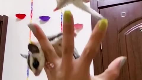 Cute Pet