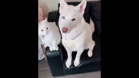 Cutest Dogs and Cats