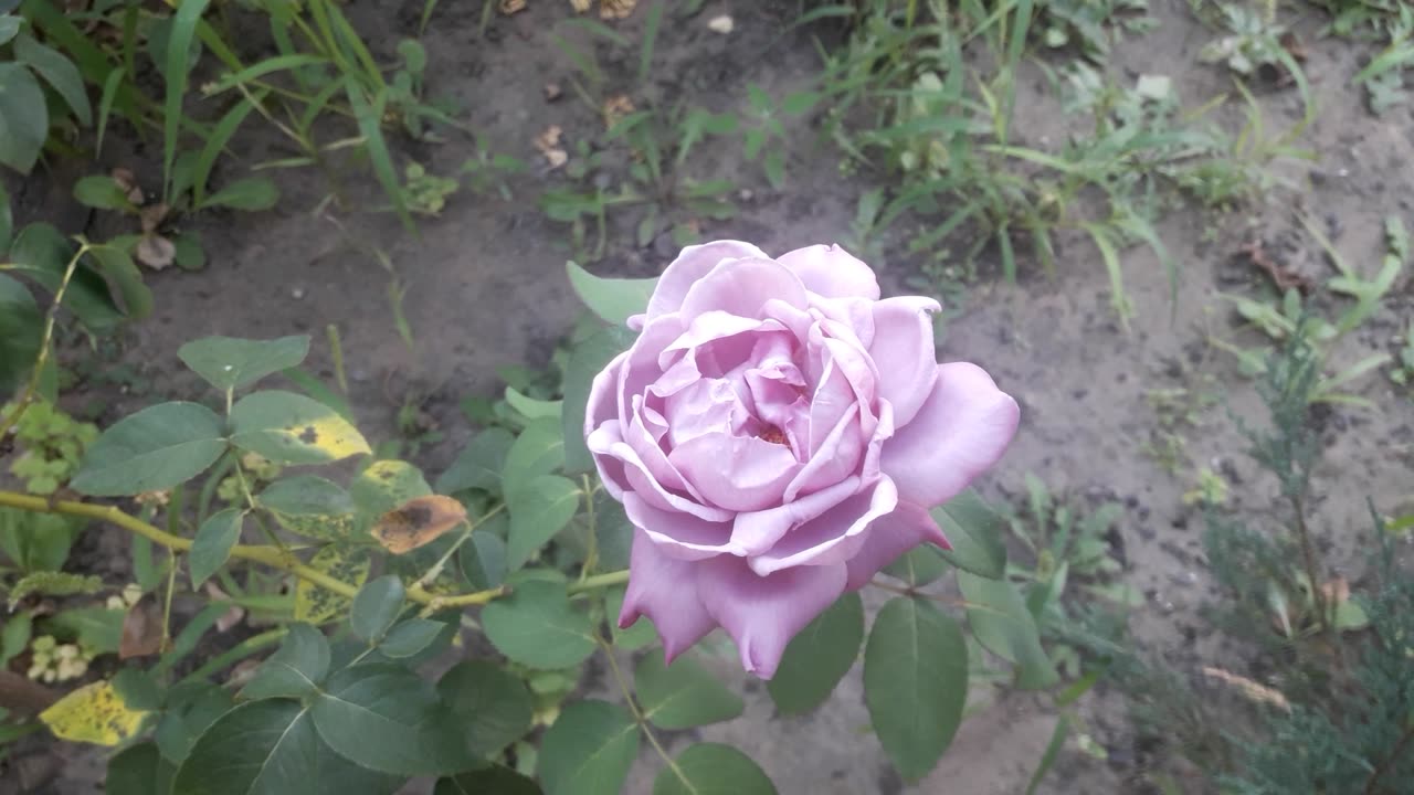 Purple rose for you