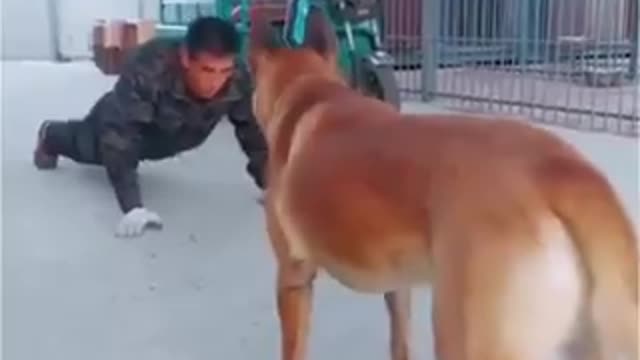 Dog trying to do his friend's exercises