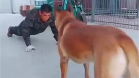 Dog trying to do his friend's exercises