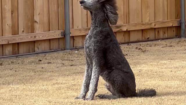 Poodle Poses Majestically in the Wind