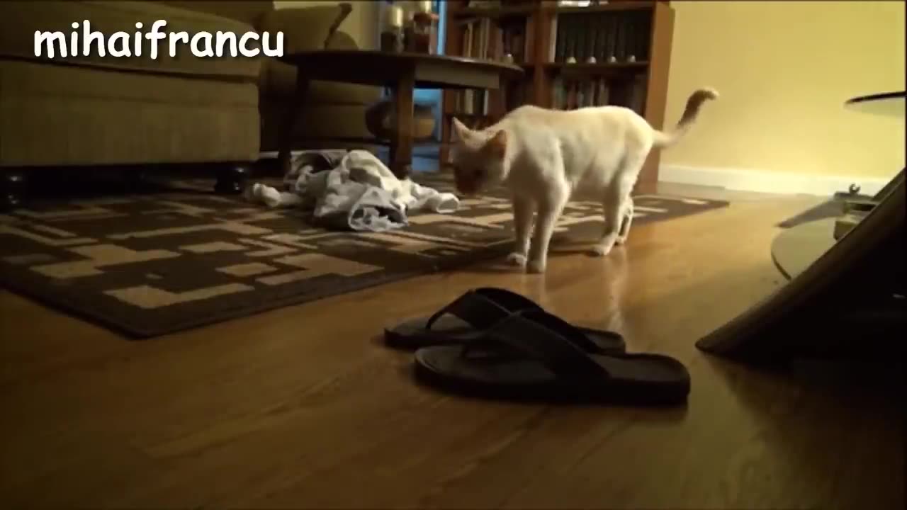 Funny animal videos 🤣🤣🤣🤣🤣