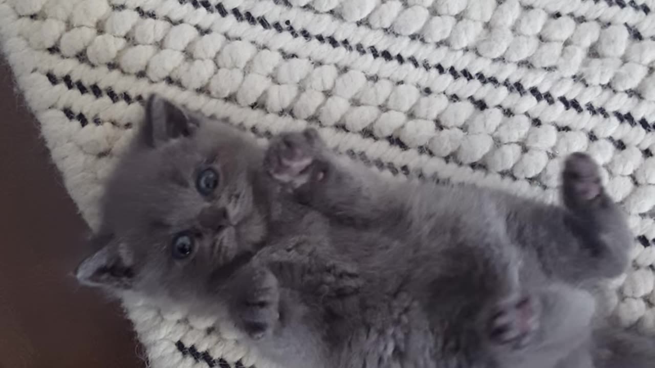 Heartwarming playtime with cutest kitten ever