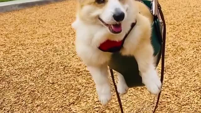 Corgi Takes a Ride on a Swing