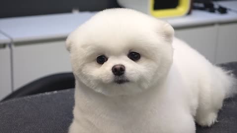 Perro Mascota Cachorro Pomerania Aseo Estilo osito de peluche