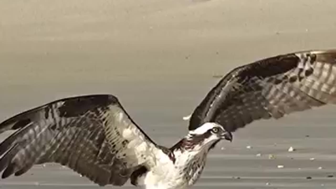 Beautiful female Osprey finds a huge fish thats washed ashore. Can she get it