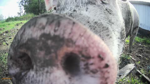 pig gives me a sniff