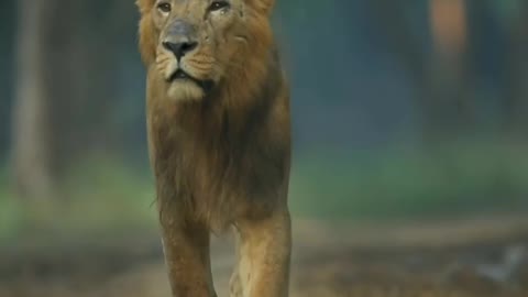 Loin Then king of jungle